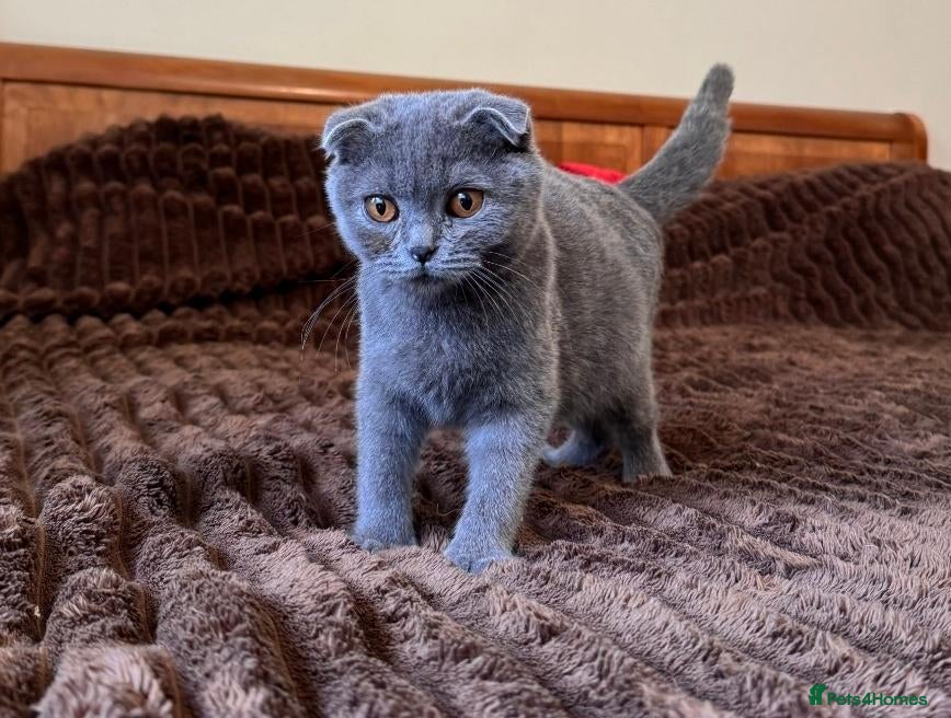 Scottish Fold cats for sale: 😼Last boy 😻SCOTTISH FOLD 😽 - Advert 1