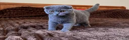 Scottish Fold cats for sale: 😼Last boy 😻SCOTTISH FOLD 😽 - Advert 1
