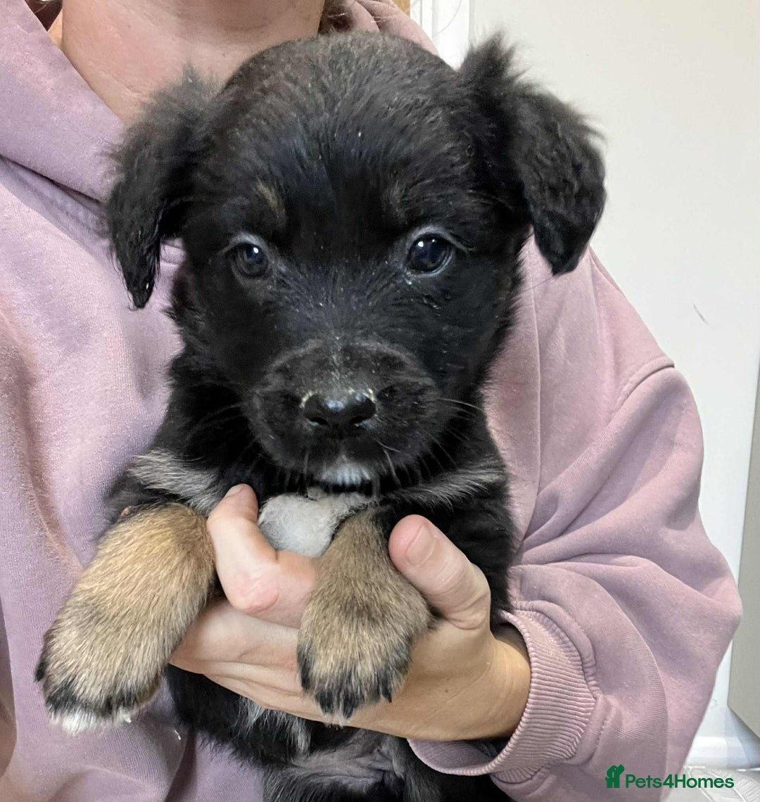 Golden Retriever dogs for sale: Beautiful Golden Retriever x Border Collies Pups - Image 8