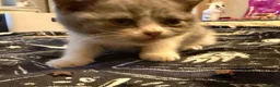 British Shorthair cats for sale: Kittens ready for a new home  - Advert 6