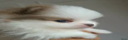 Pomeranian dogs for sale: High Quality Show Pomeranian puppies Champion Mum - Advert 29