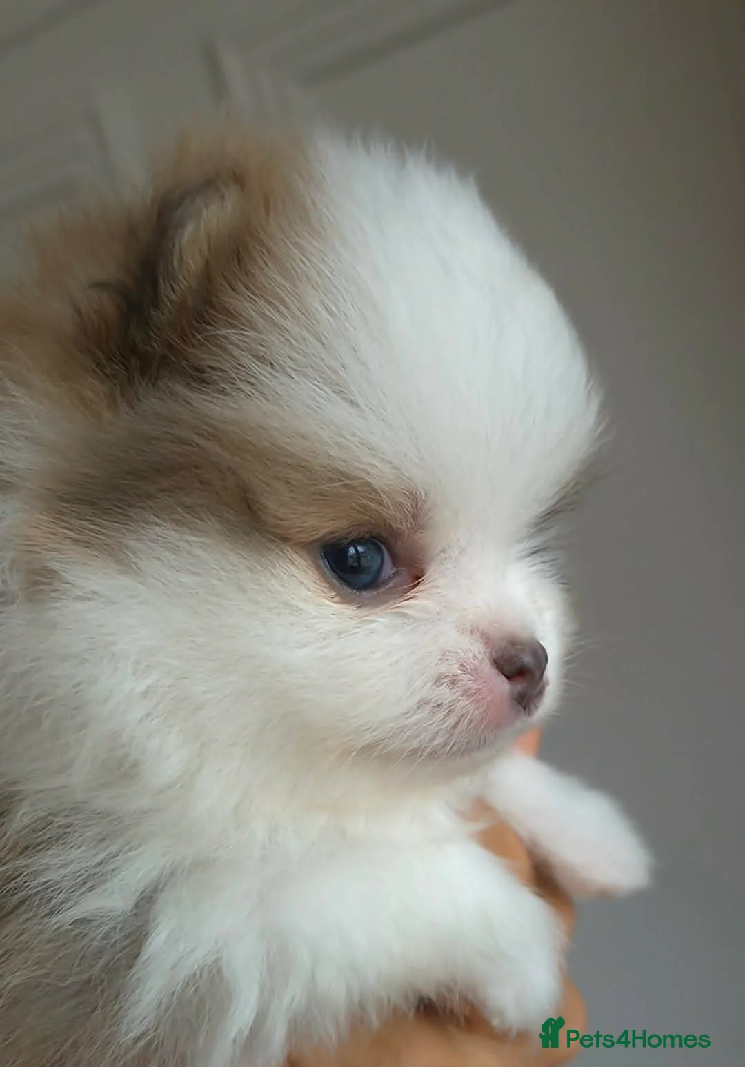 Pomeranian dogs for sale: High Quality Show Pomeranian puppies Champion Mum - Advert 29