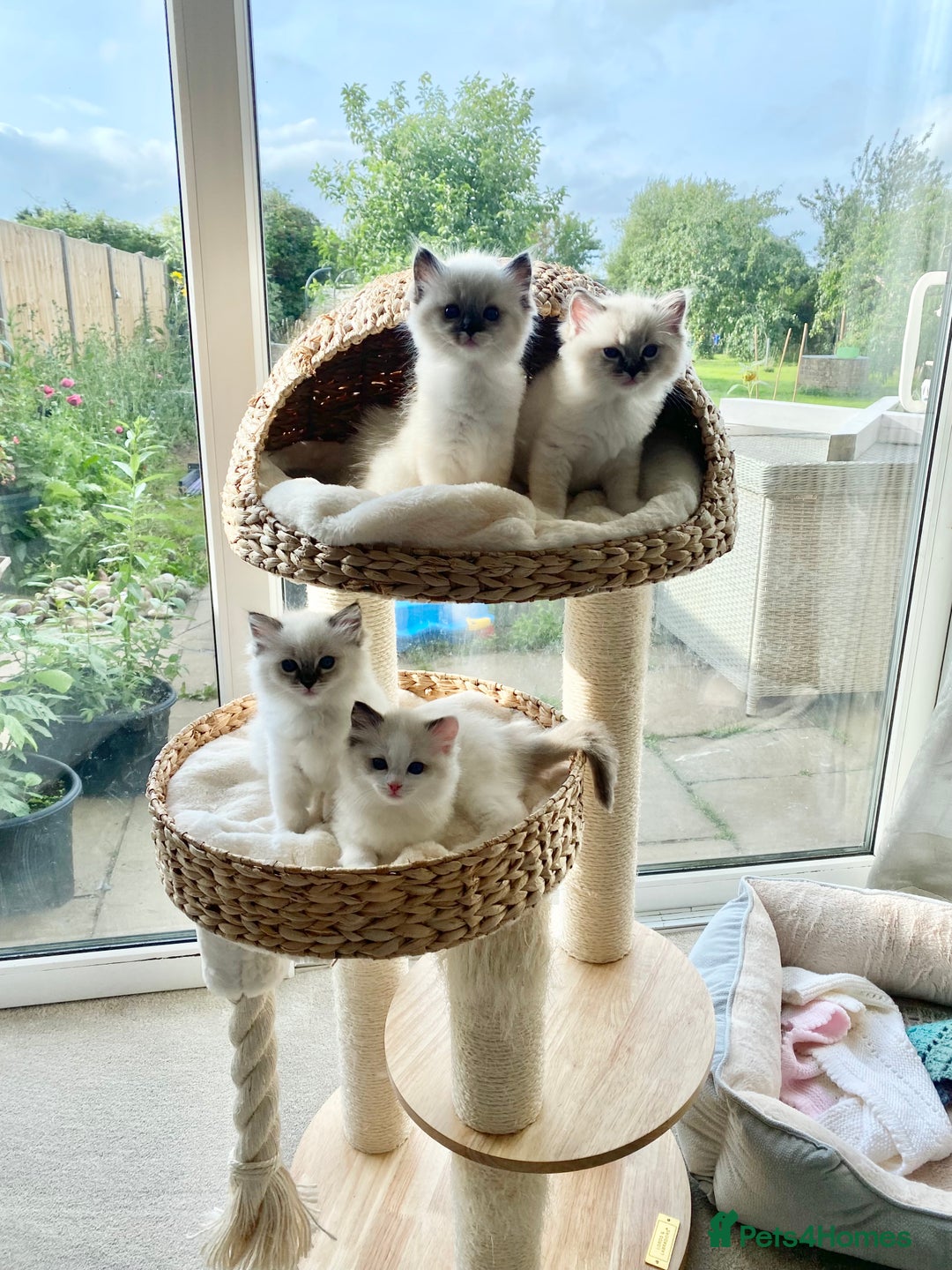 Ragdoll cats for sale: 🐾GCCF Family Reared Ragdoll Kittens🐾 - Image 18