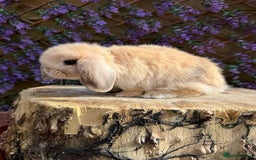 Mini Lop rabbits for sale: Harlequin Mini Lop Buck - Image 12
