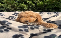 Cockapoo dogs for sale: 5 lovely f1 cockapoos  - Image 11