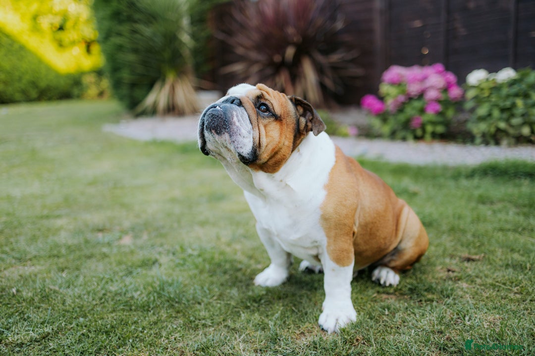 English Bulldog dogs for sale: Stunning litter of  English bulldog puppies - Image 31