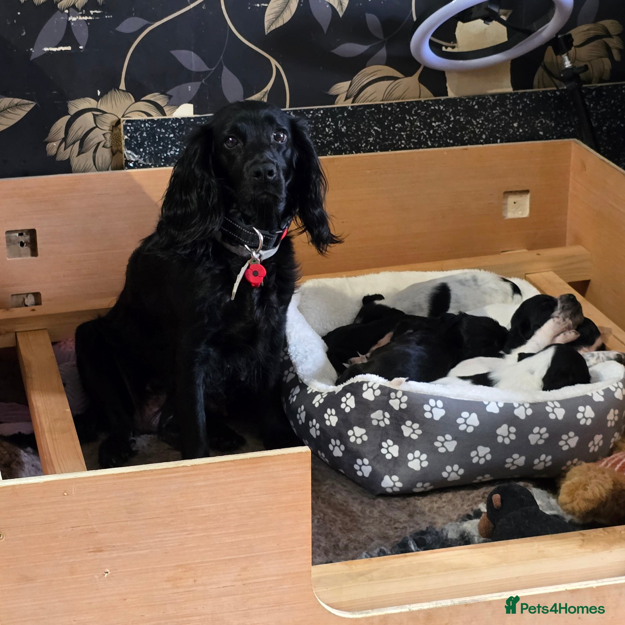 Cocker Spaniel dogs for sale: Lovely Cocker Spaniel Puppies  - Advert 1