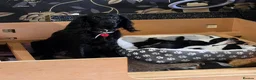 Cocker Spaniel dogs for sale: Lovely Cocker Spaniel Puppies  - Advert 1