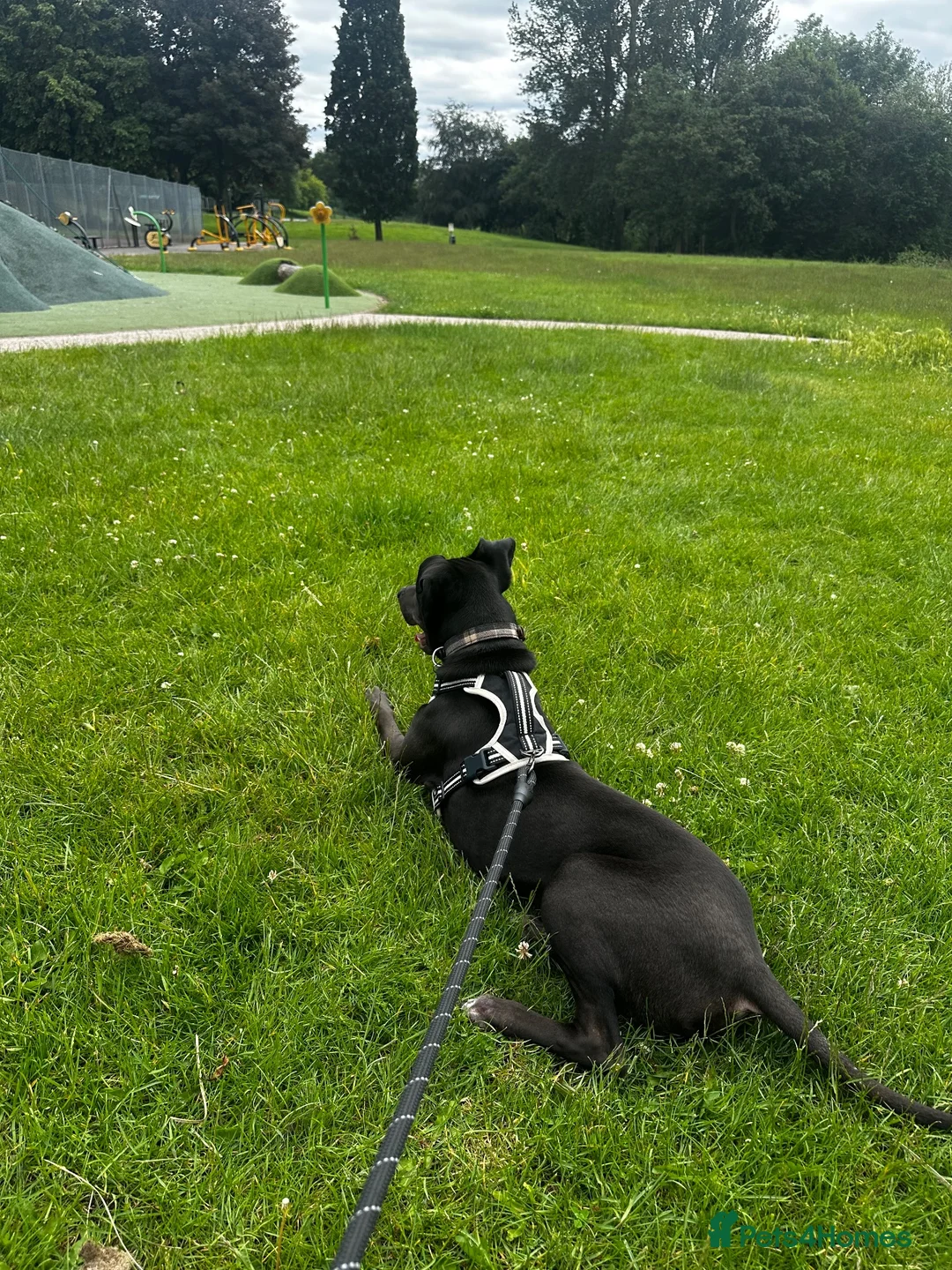 Mixed Breed dogs for sale: 10 Month Old Lurcher x Sharpei - Advert 4
