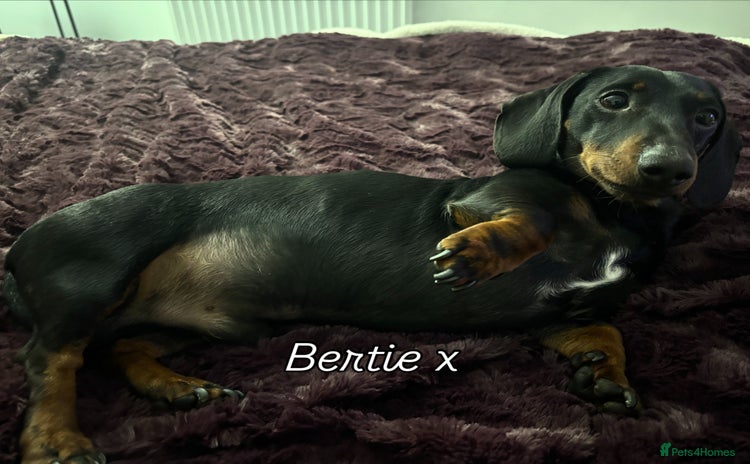 Miniature Dachshund dogs in Swadlincote - Advert 3