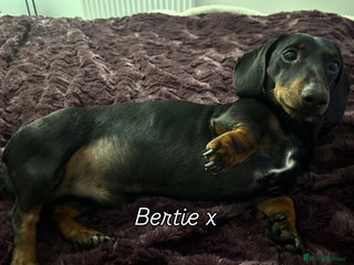 Miniature Dachshund dogs in Swadlincote - Advert 22