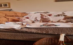 French Bulldog dogs for sale: Adorable pink and fluffy french bulldogs puppies  - Image 6