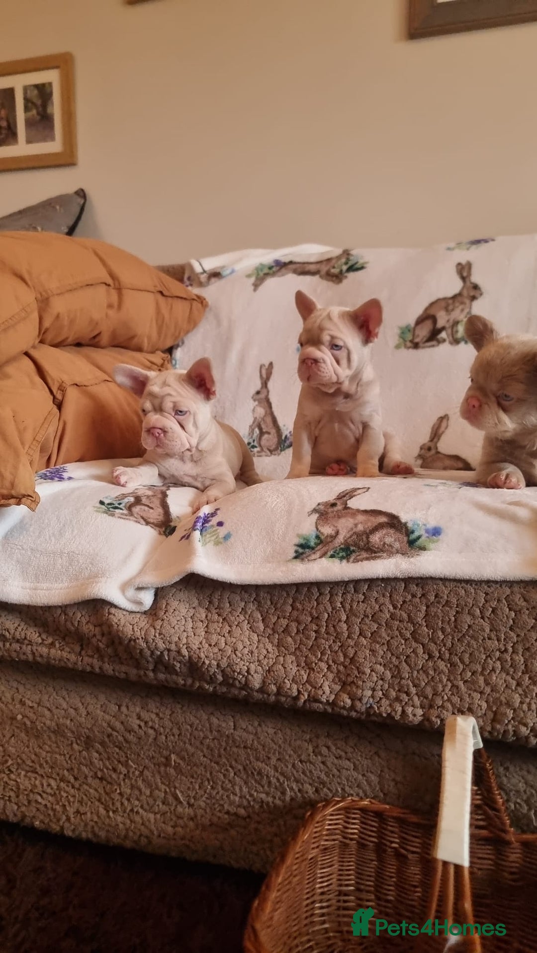 French Bulldog dogs for sale: Adorable pink and fluffy french bulldogs puppies  - Image 6