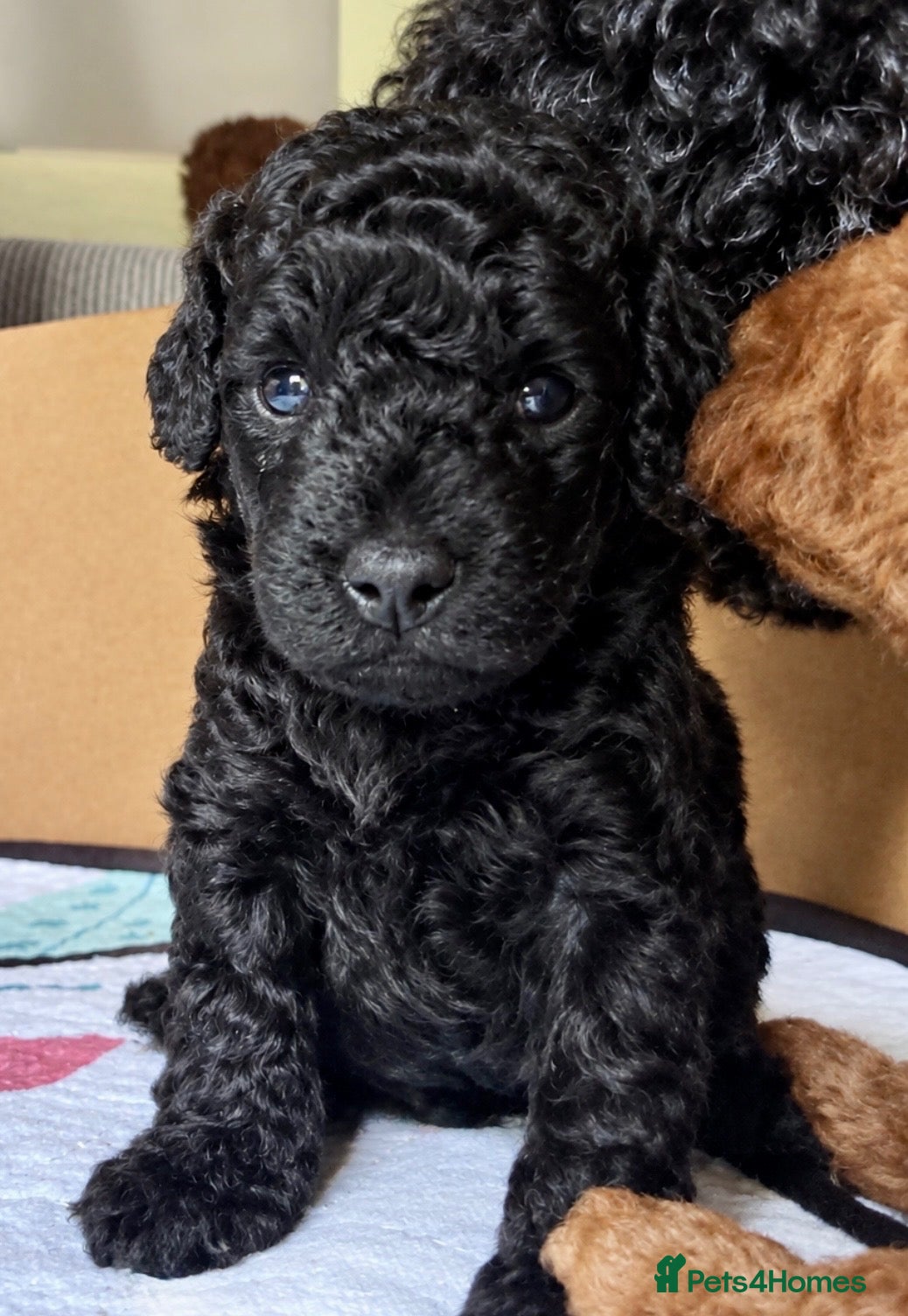 Toy Poodle dogs Purebred Toy Poodles 🐾 - Advert 1