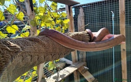 Boa Snake reptiles for sale: Male Colombian Rainbow Boa - Image 4