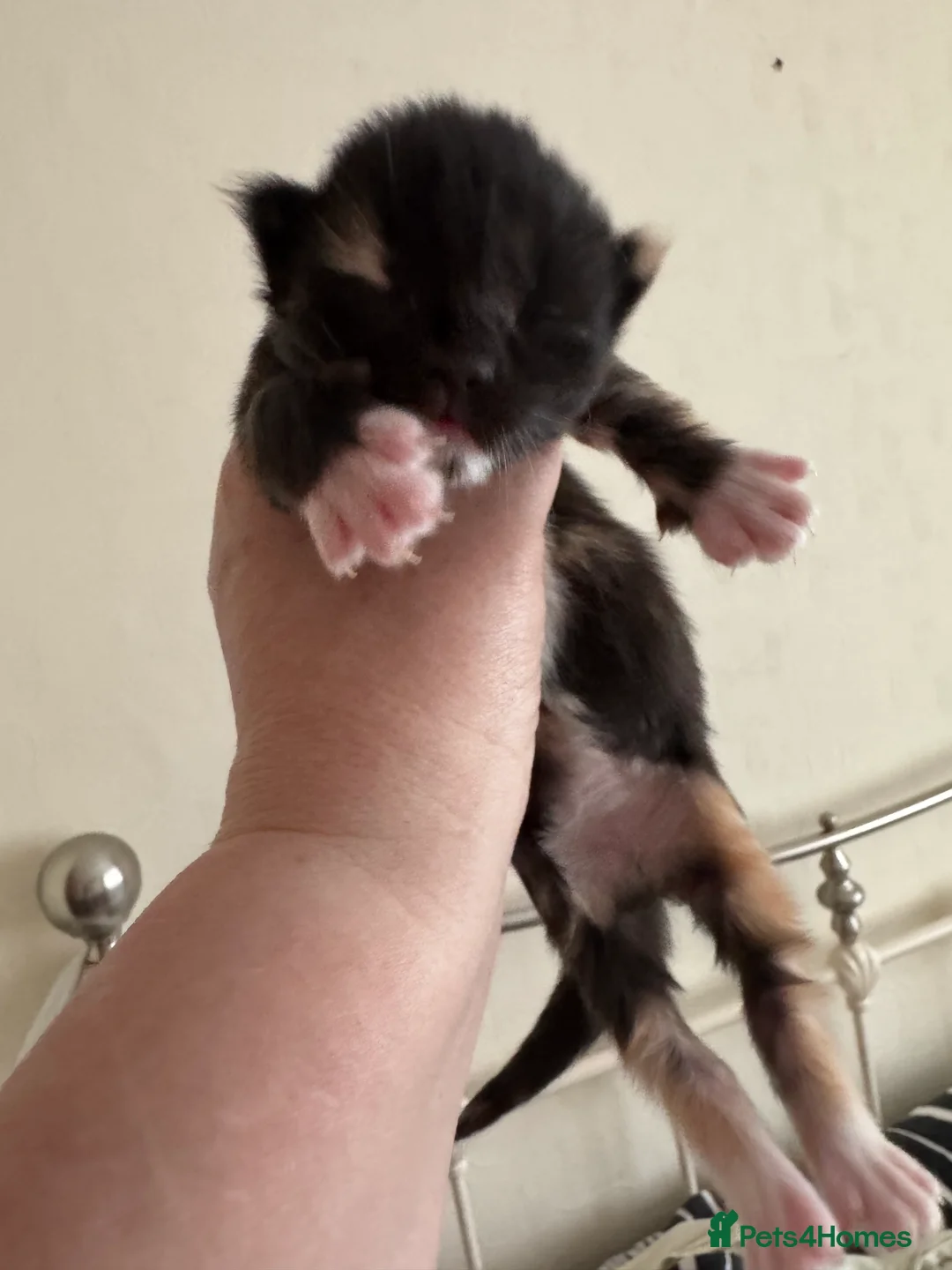 Maine Coon cats for sale: A stunning litter of Maine coon kittens  - Advert 9