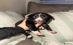 Mixed Breed dogs for sale: Olde English Bulldogge/Staffy bull Collie mix - Image 23