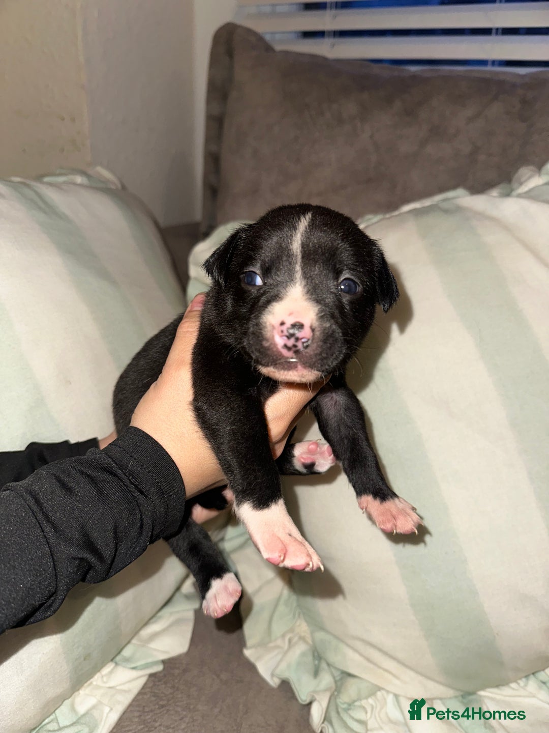 Mixed Breed dogs for sale: Olde English Bulldogge/Staffy bull Collie mix - Image 23