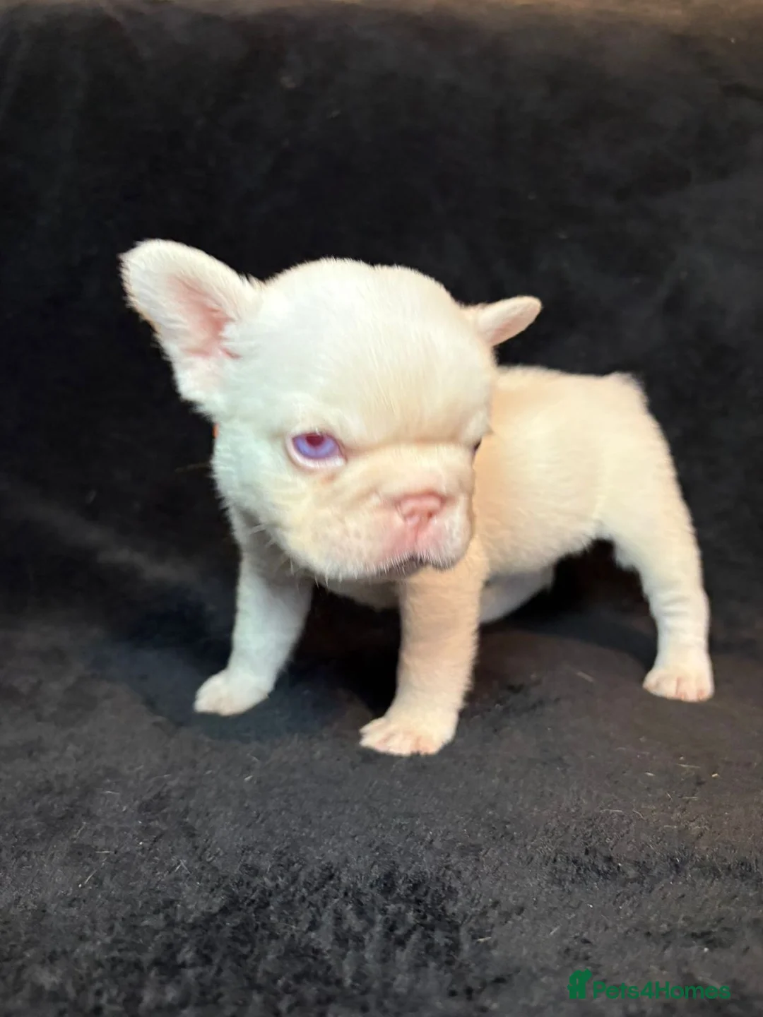 French Bulldog dogs for sale: French Bulldogs - Advert 10