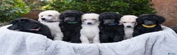 Standard Poodle dogs for sale: Seven Wonders of Standard Poodle Puppies - Advert 14