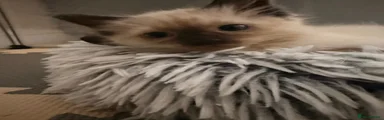 Ragdoll 1