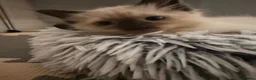 Ragdoll cats for sale: Beautiful ragdoll babies ❤️ - Advert 3