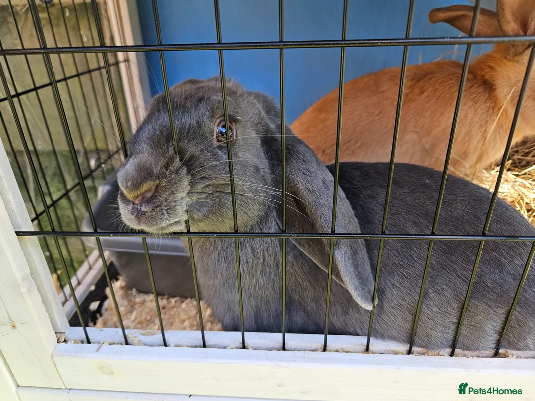 Mixed Breed rabbits for sale: 6 month old cute sisters looking for a loving home - Advert 13
