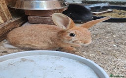 Mixed Breed rabbits for sale: Rabbit babies - Image 7