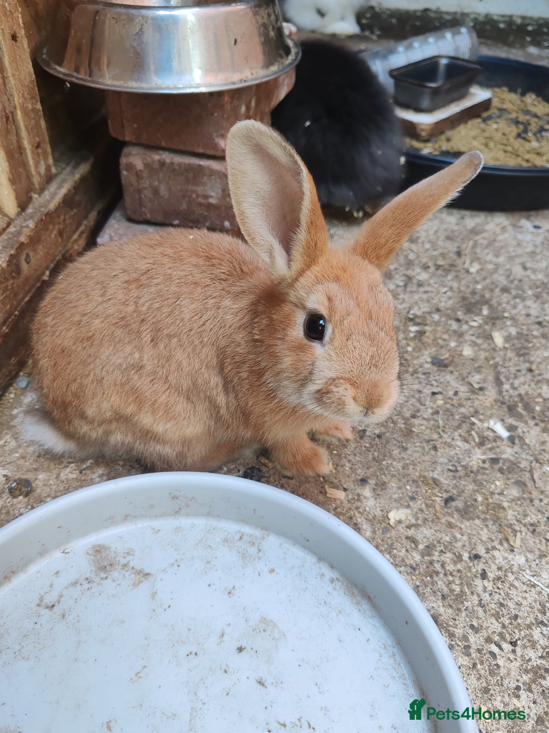 Mixed Breed rabbits for sale: Rabbit babies - Image 7