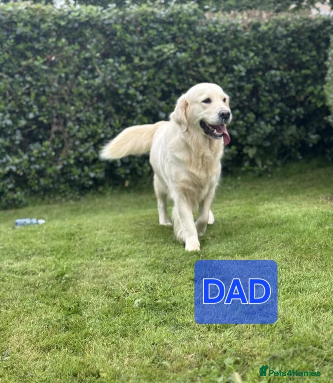 Golden Retriever dogs for sale: Top quality golden Retriever puppies - Advert 3