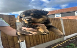 Rottweiler dogs for sale: Rottweiler puppies  - Image 8