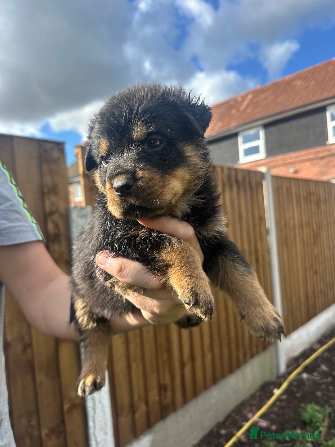 Rottweiler dogs for sale: Rottweiler puppies  - Image 8