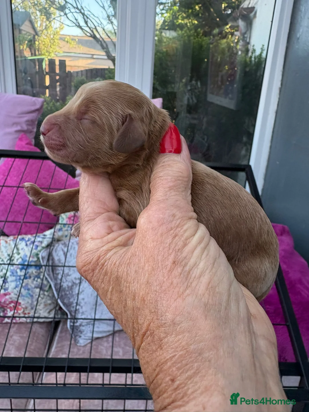 Cockapoo dogs for sale: Cockapoo f1 pups  in Montrose - Advert 2