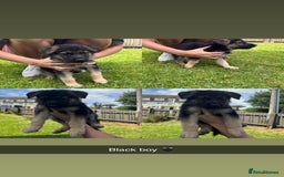 German Shepherd dogs for sale: German shepherd puppies  - Image 2