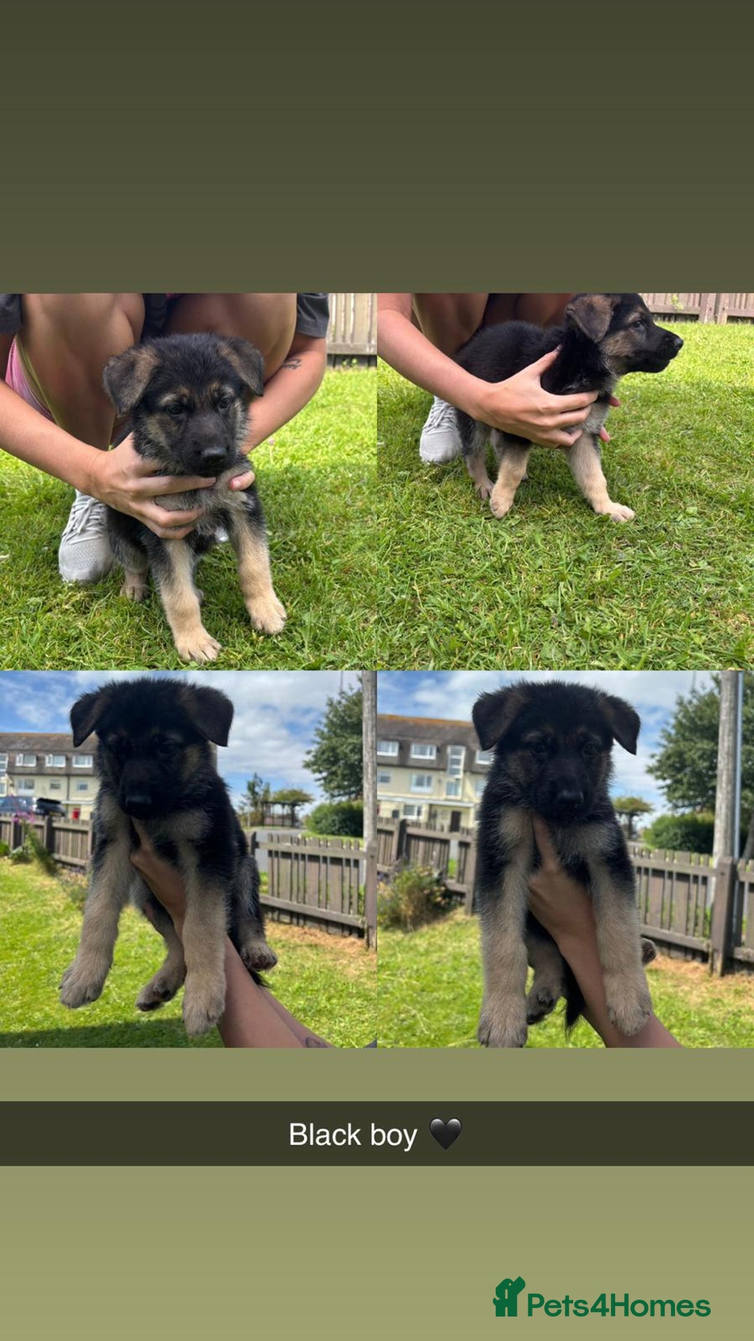 German Shepherd dogs for sale: German shepherd puppies  - Image 2