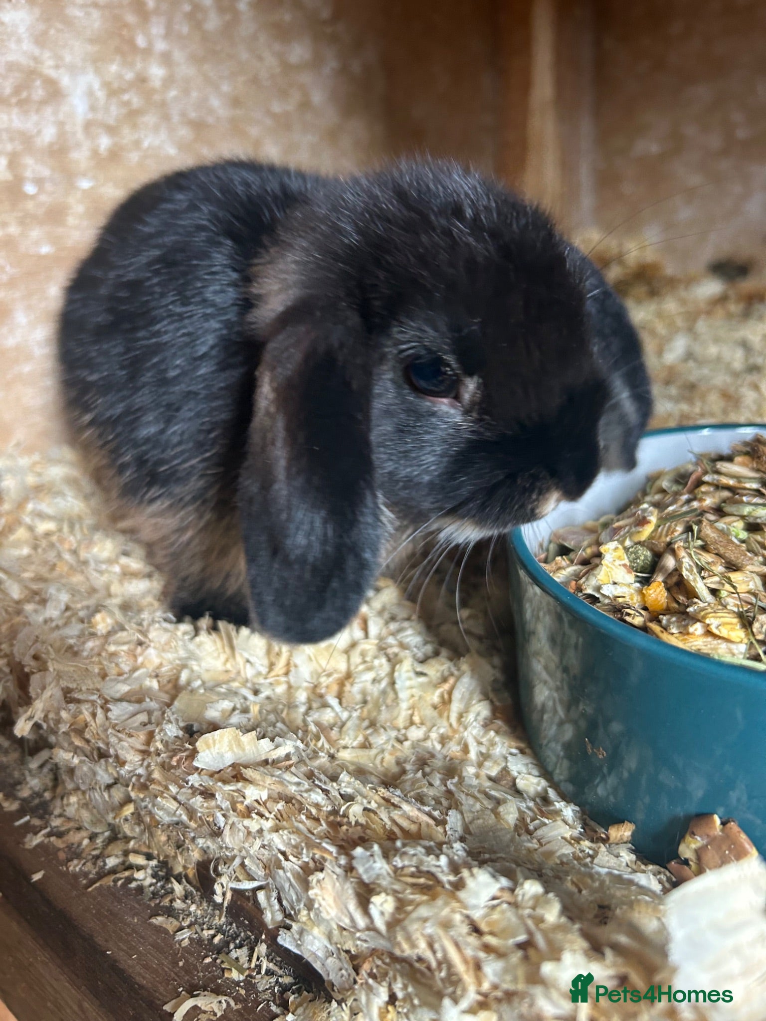 Mini Lop rabbits Quality minilop girls for sale  - Advert 8