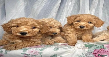 Cavapoo dogs - Advert 5