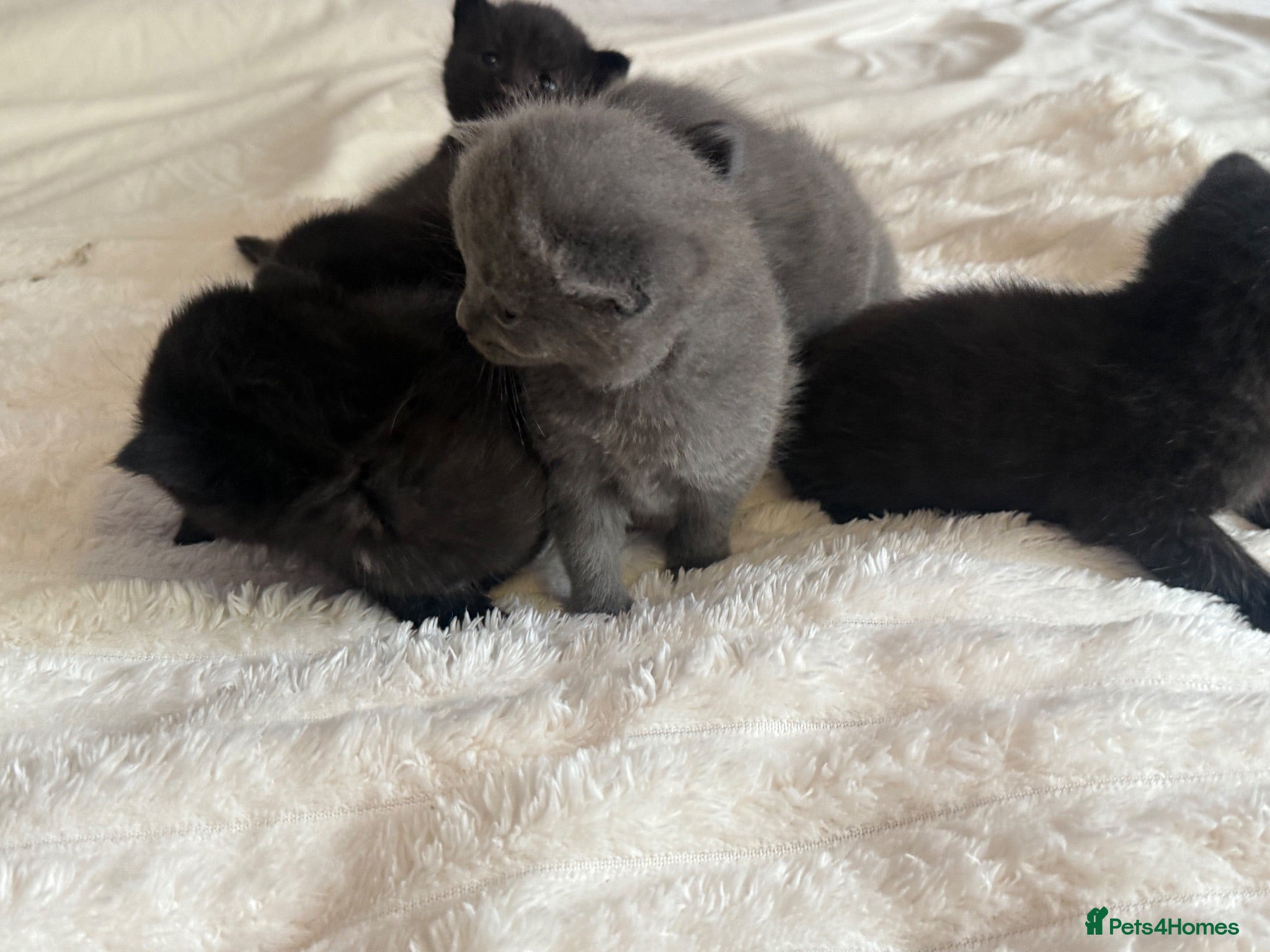 Mixed Breed cats Kittens - Advert 2