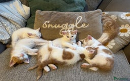 Turkish Van cats for sale: 5 beautiful kittens looking for families  - Image 1