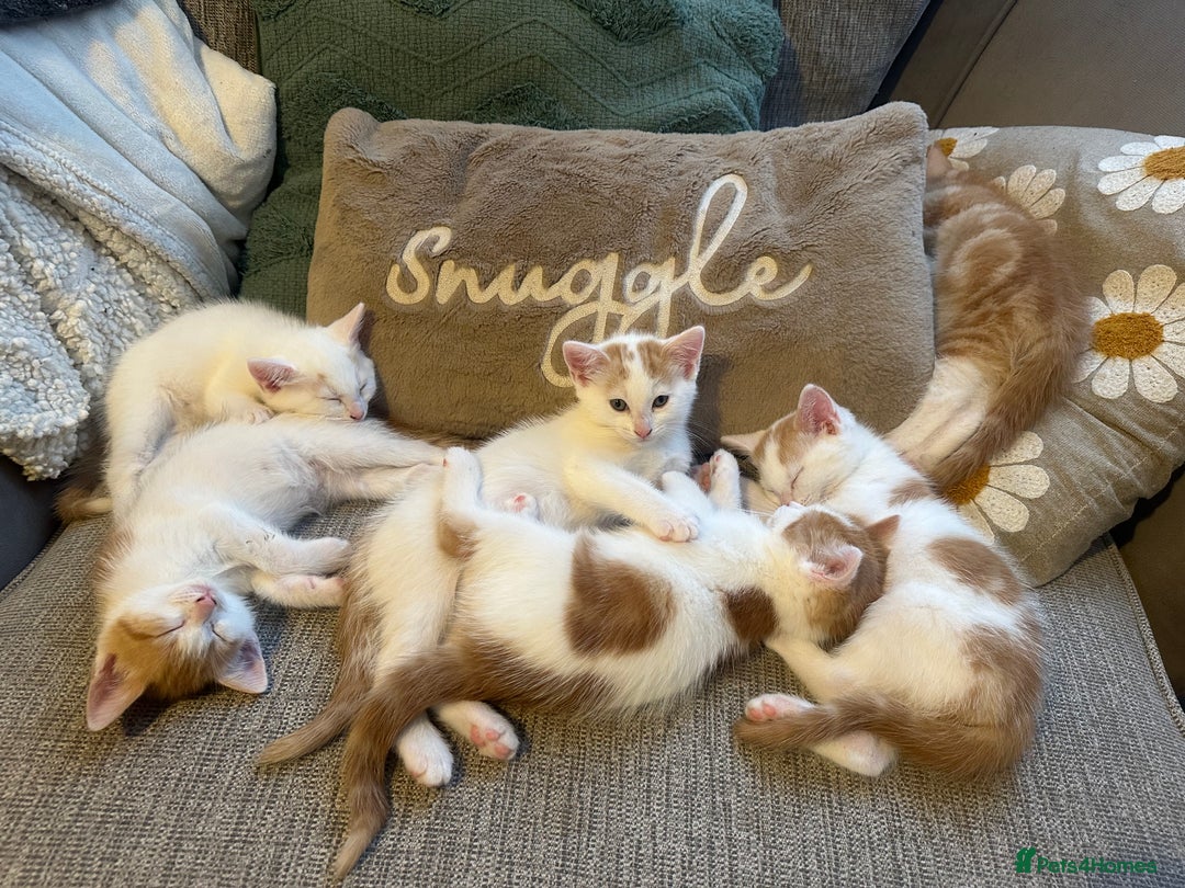 Turkish Van cats for sale: 5 beautiful kittens looking for families  - Image 1