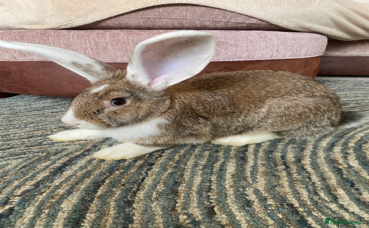 Continental Giant rabbits - Advert 1
