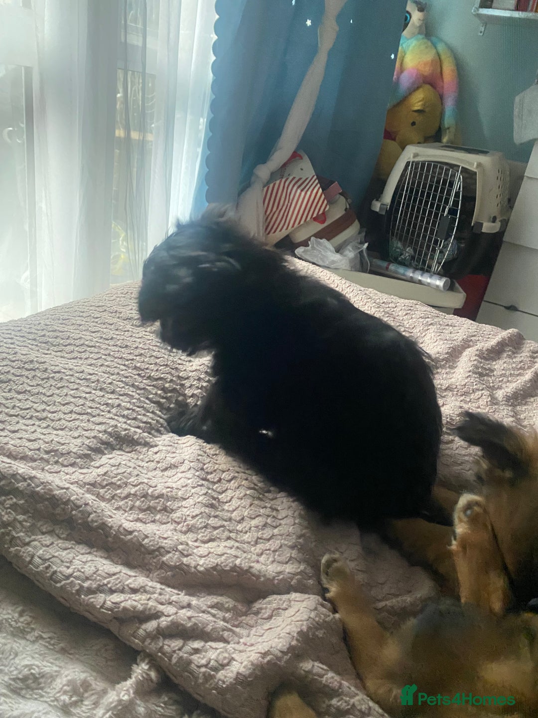 Mixed Breed dogs for sale: adorable puppies are now ready for new homes - Advert 18