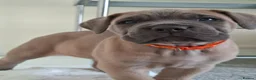 Cane Corso dogs for sale: Exceptional Full Pedigree Cane Corso Puppies - Advert 17
