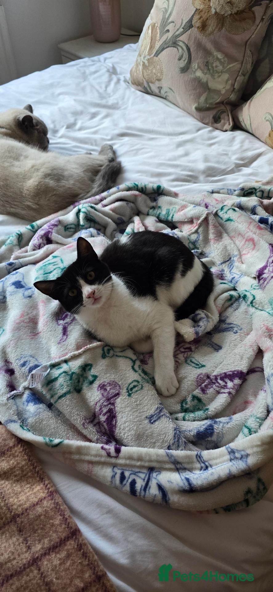 Mixed Breed cats Half British shorthair kittens  - Advert 14