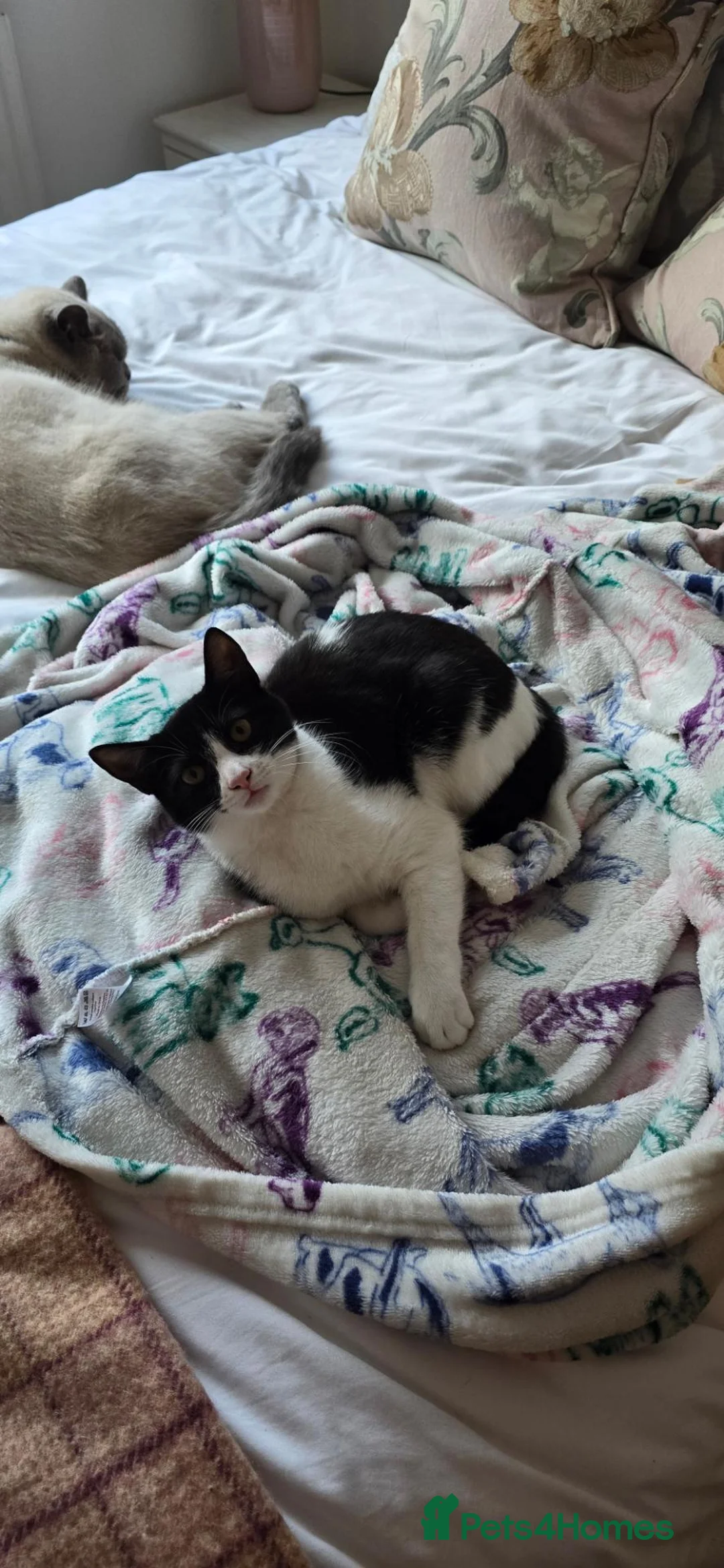 Mixed Breed cats for sale: Half British shorthair kittens  - Advert 1