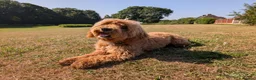 Maltipoo dogs for sale: Advanced trained maltipoo  - Advert 1