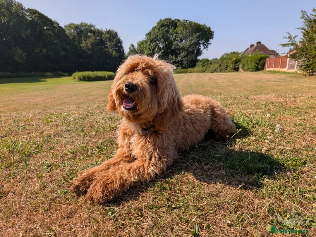 Maltipoo dogs for sale: Advanced trained maltipoo  - Advert 1