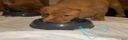 Labrador Retriever dogs for sale: Gorgeous KC Registered Fox Red Labradors  - Advert 24