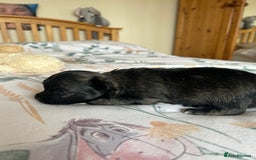 Chihuahua dogs for sale: Puppies  - Image 7