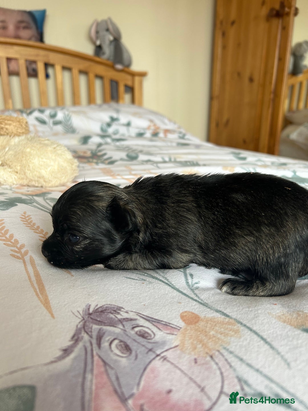 Chihuahua dogs for sale: Puppies  - Image 7